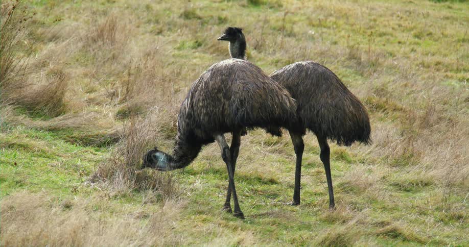 Wild birds grazing in a field