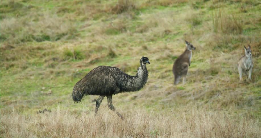 An emu is walking across a field and there are kangaroos in the distance