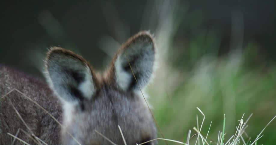 A baby kangaroo is eating grass in a field