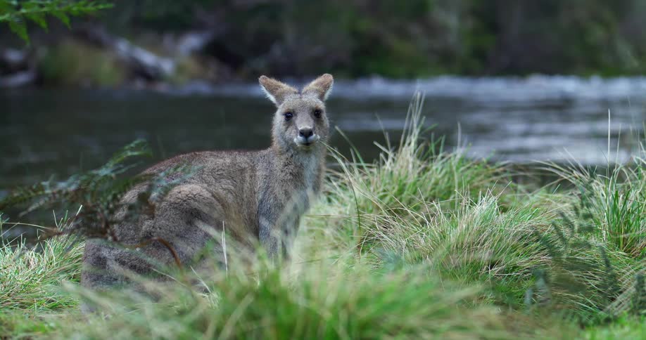 A kangaroo eating grass on a field next to a river at daytime