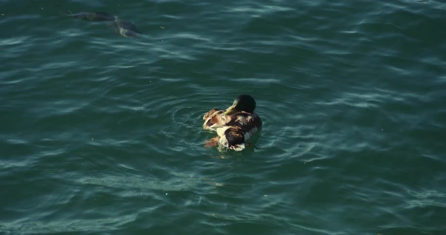 Duck grooms its feathers while paddling among waves and creates ripples