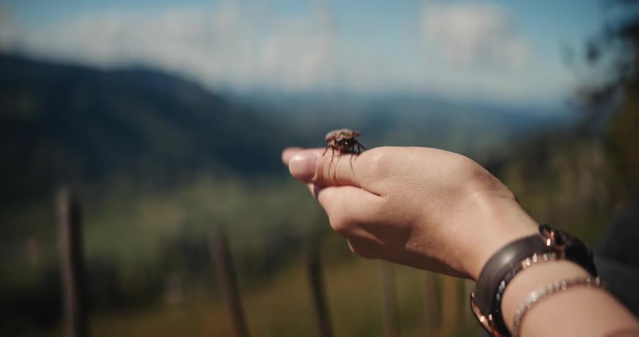 A beetle crawls on a womans hand near rolling hills