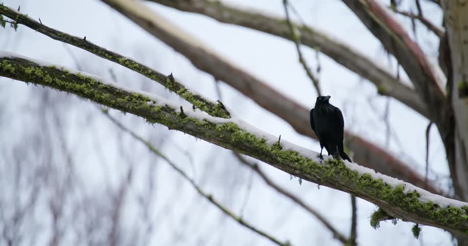 Crow perches in snowy tree in snowy forest