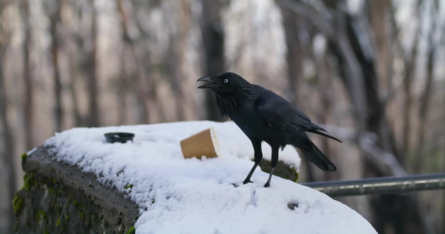 A black crow cawing while perched on a snowy ledge
