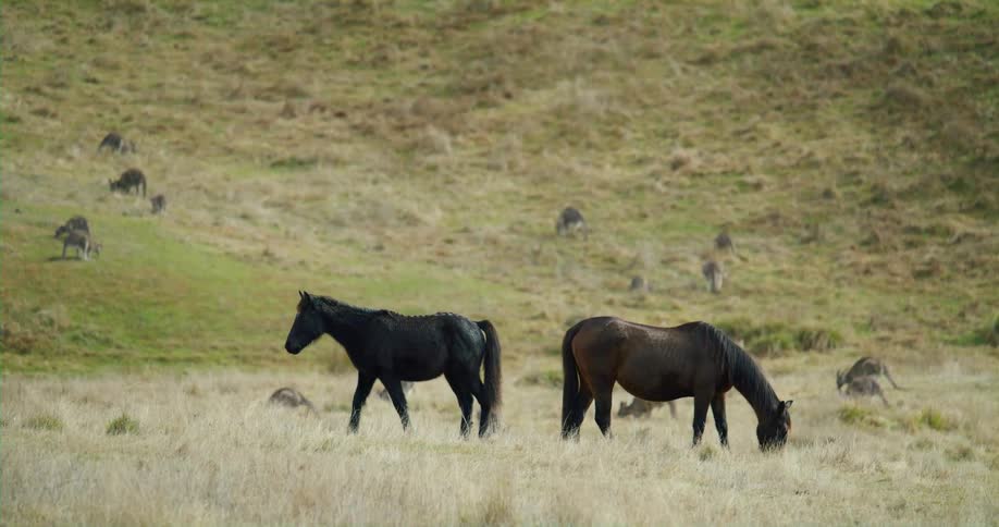 Horses graze on the field