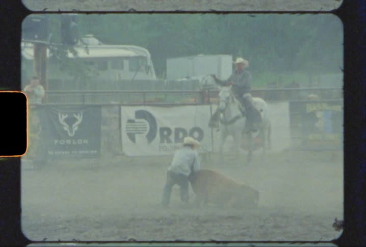 A cowboy wrestles a small bull in the corral at rodeo