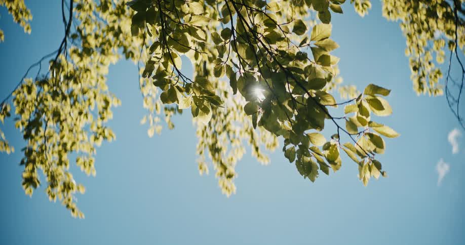 Sunlight shining through a tree branch with green leaves
