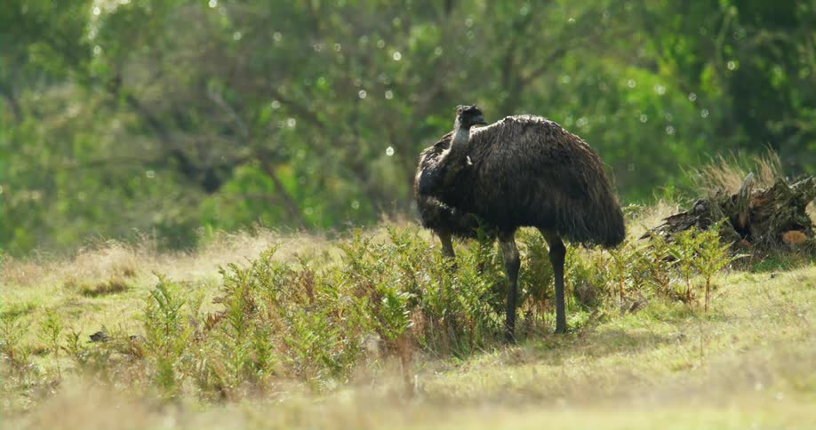 Large flightless bird grooms its feathers while standing in field near woods