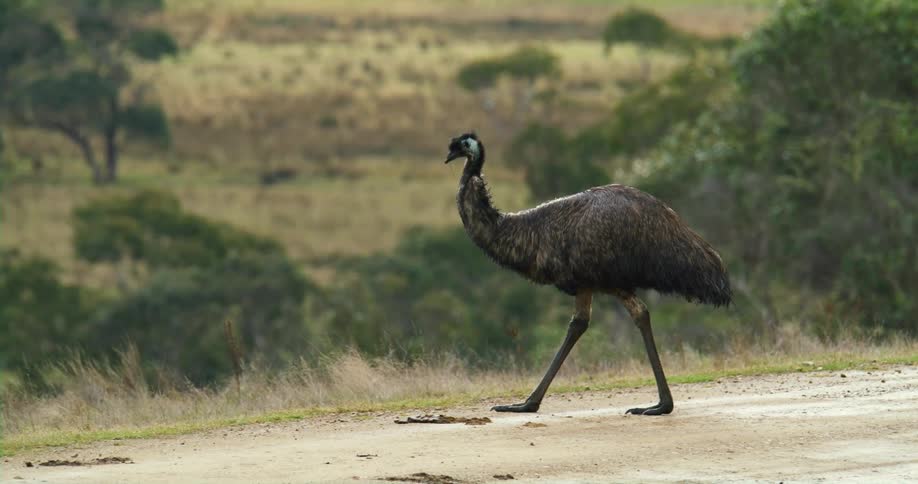 An emu walking around outdoors