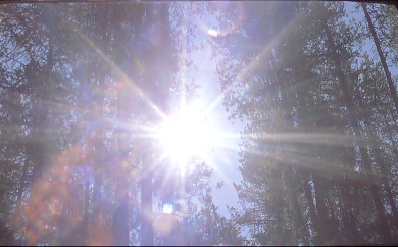 The sun shines through tall trees in the forest shot on 16mm film