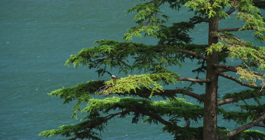 Bird perches in green tree next to sea