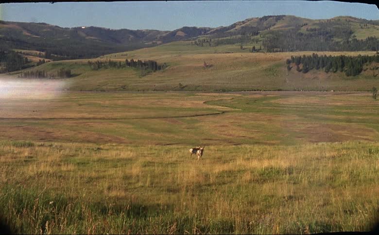 A pair of pronghorns walk together through a vast grassland in lamar valley Yellowstone shot on 16mm film