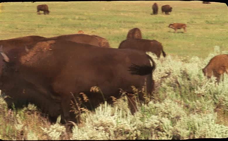A herd of bison graze in yellowstone national park shot on 16mm film