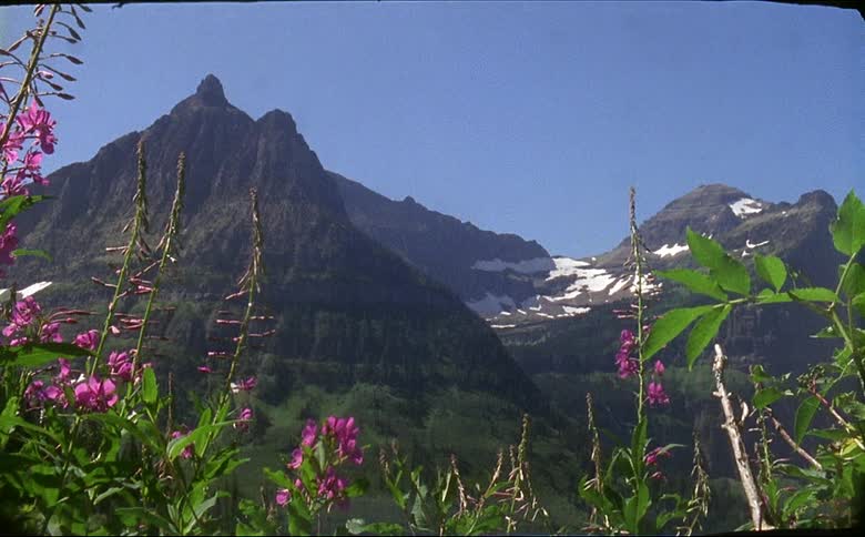 Wild flowers and mountain views in Glacier National Park on 16mm film