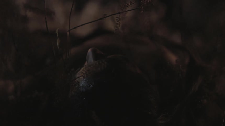 A man is lying still on a dark field
