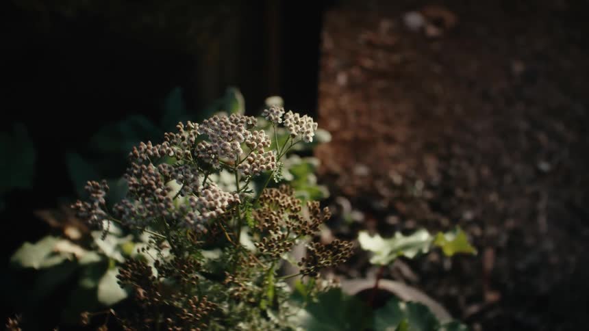 A plant growing outside with green leaves and small pods and buds