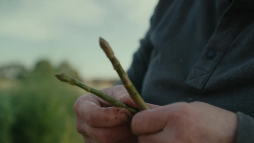 Close up of a farmer inspecting and tasting freshly harvested asparagus in a farm at morning