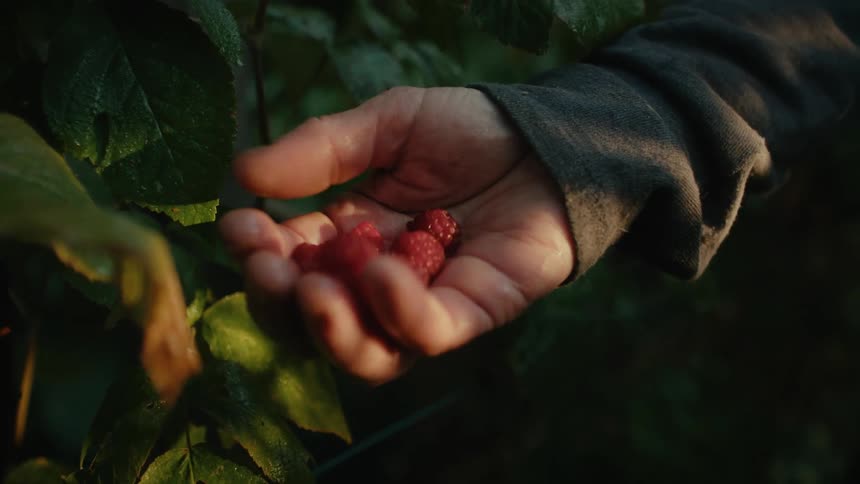 Woman with gray jacket holds raspberries next to plant