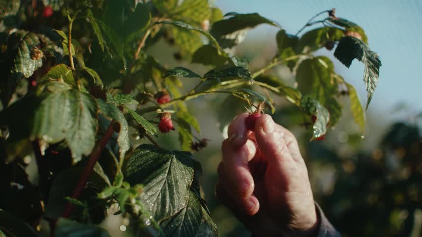 Person picks berry off tree with wet leaves and causes waterdrops to fall