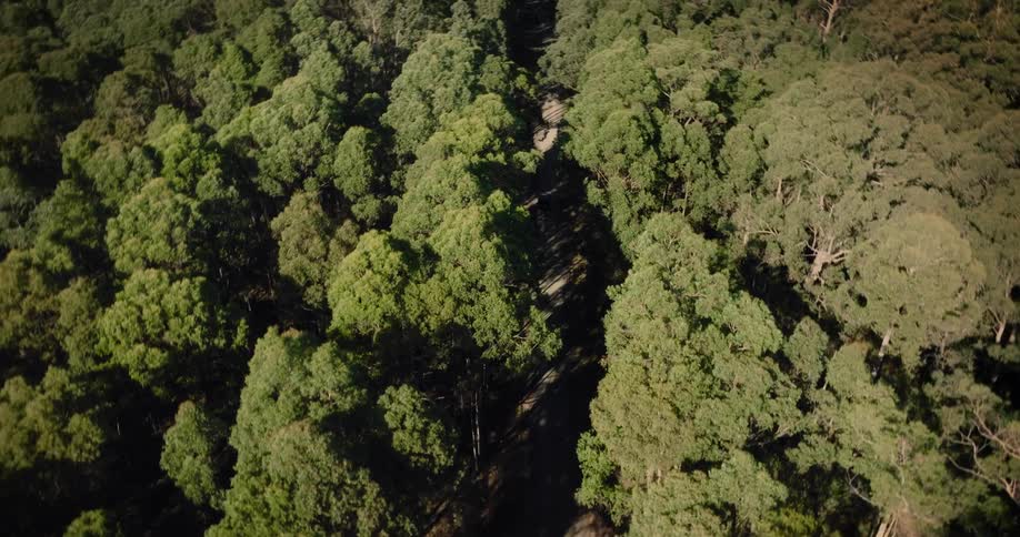 A car is driving on a road through a dense forest