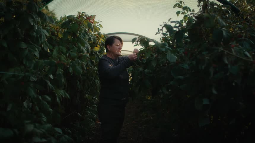 Farmer inspects the crops growing inside a greenhouse at morning