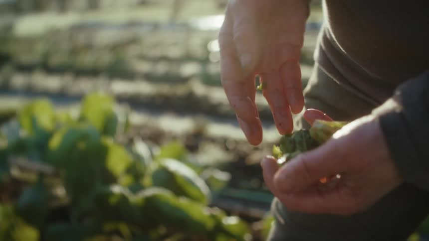 Farmer handles freshly harvested sprouts from the crops on his farm at morning