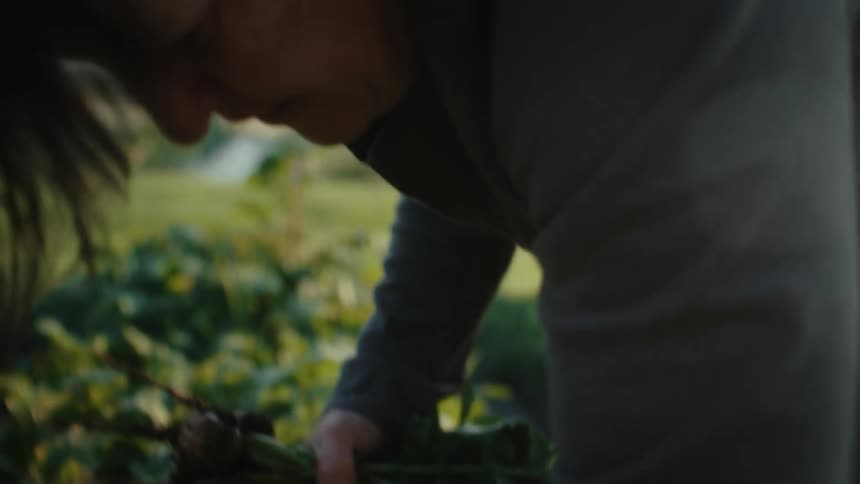 Farmer harvest legumes from his farm by hand in the morning