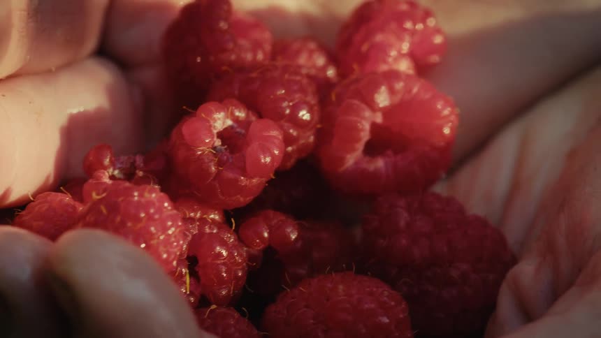 Someone is holding handfuls of raspberries