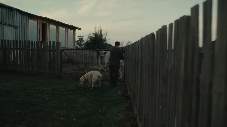 A woman lets herself out the gate leaving the dog behind and walks past a cow and calf