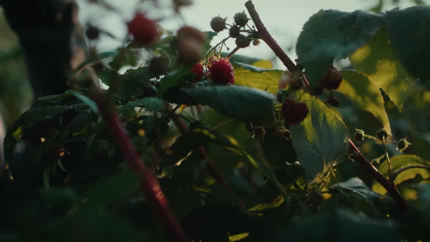 Farmer harvesting berries from the plants on his farm in the morning