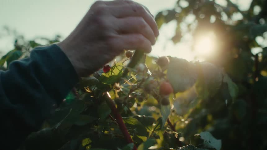 Farmer harvesting berries from the plants on her farm in the morning