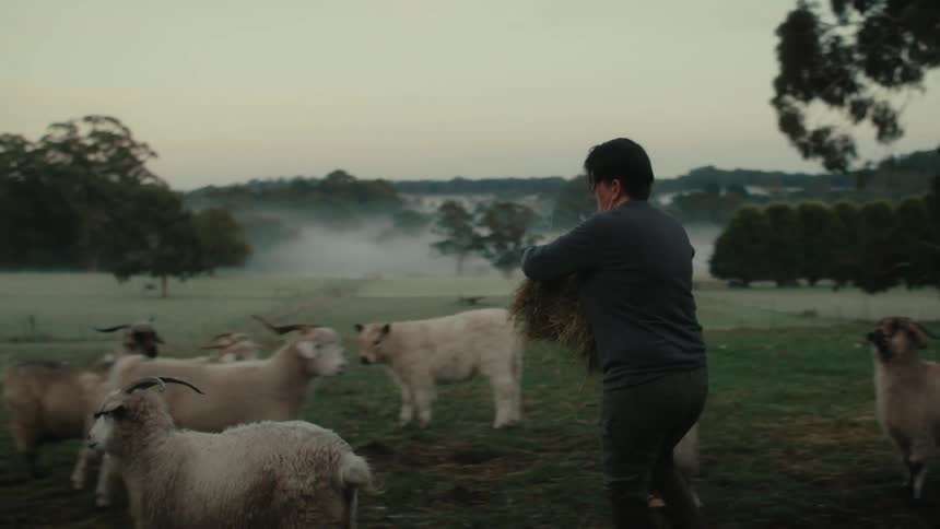 Independent farmer feeds her sheep and shaggy cattle as fog sits on ground in the background