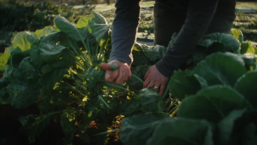 Farmer harvesting sprouts from the plants on his farm in the morning