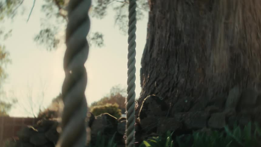 A rope swing hanging from a tree on a sunny day