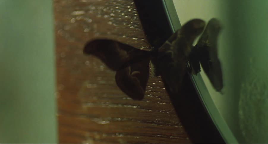 A butterfly fluttering its wings on a mirror