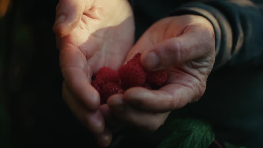 A person holding freshly picked raspberries in their hands