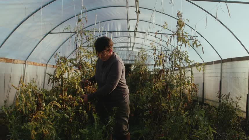 Farmer arranging crops inside a greenhouse in a farm at morning
