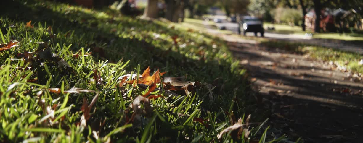 Autumn leaves on a lawn in a neighborhood