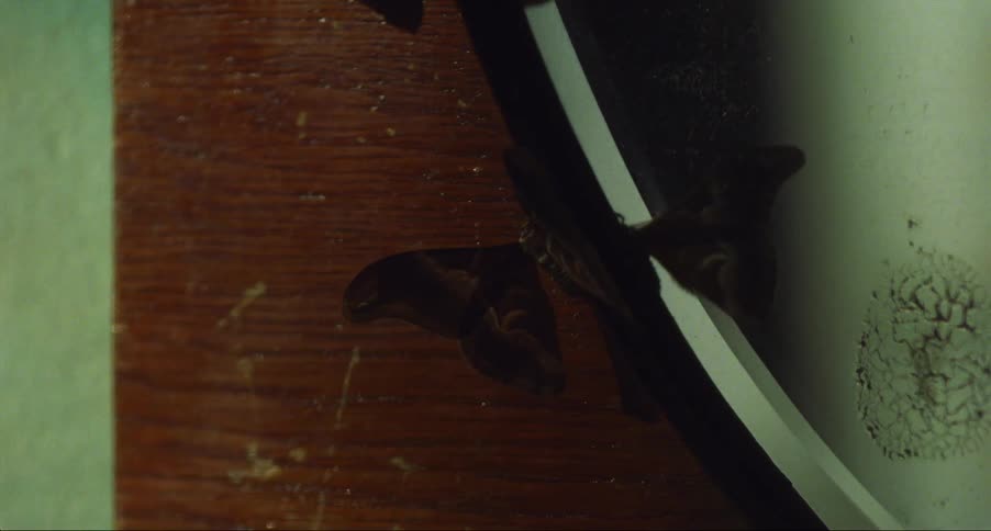 Mirror reflects butterflies clinging to its wooden frame