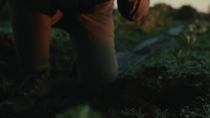 Farmer smells a clump of dark brown loam he picked up with his hands from the soil at morning