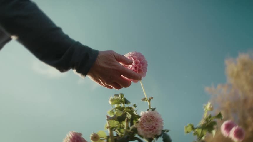 A person touching a pink flower in a garden