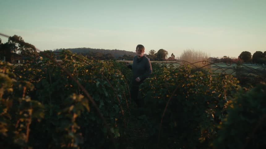 Farmer walks among the crops inspecting the plants on the farm on a clear calm morning