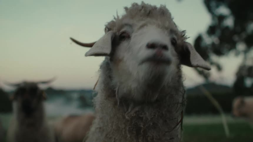 Goats are walking around in a field near a lake