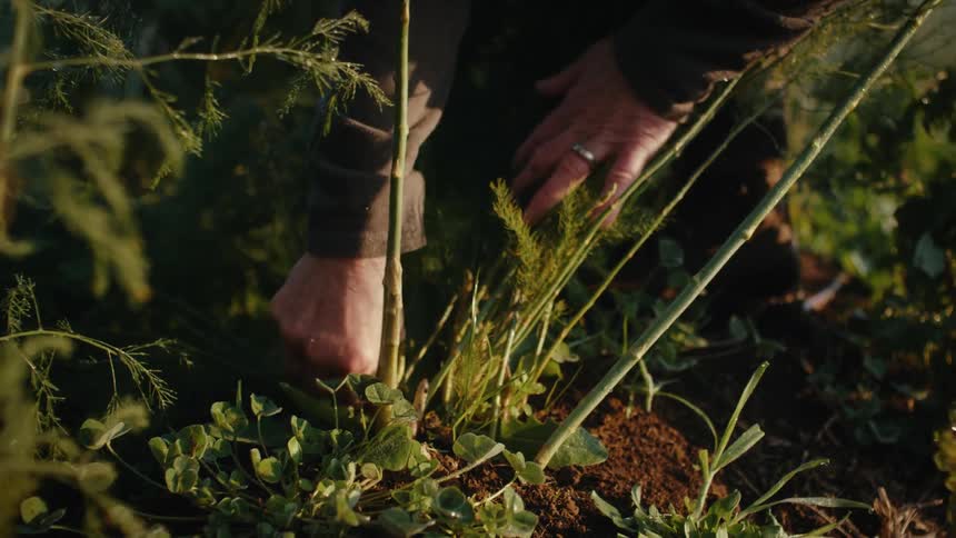 Hands reaching into the base of a plant trying to wiggle and pull a branch out