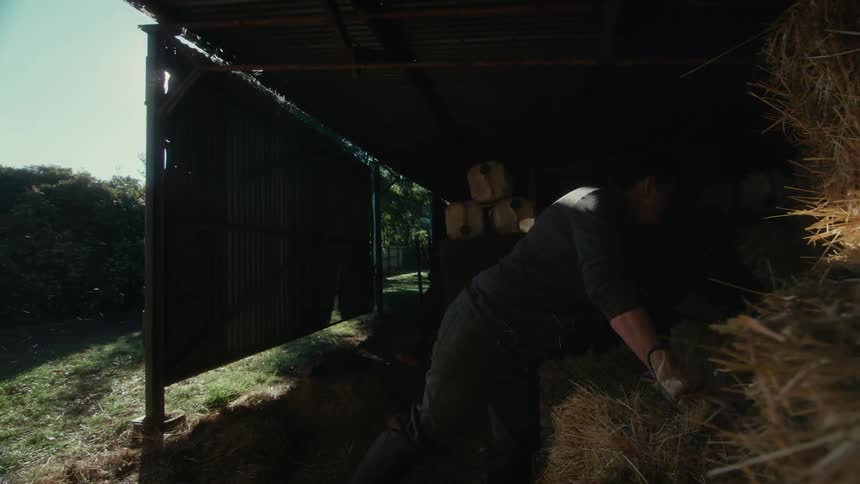 A woman moving bales of hay with her pet dog