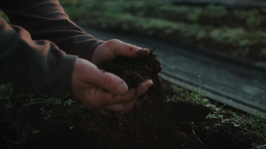 Hands of a man picking up brown dark loam fertile soil from the farm ground