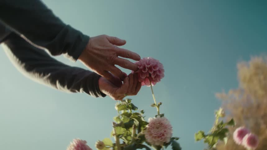 A person touching a pink flower in a garden
