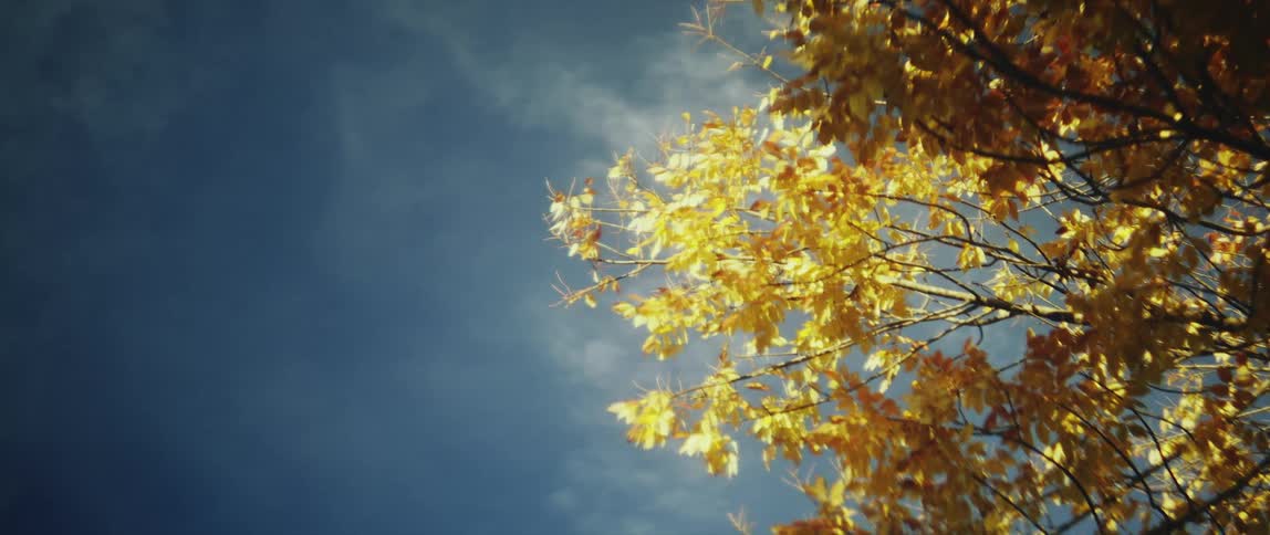 Sunlight illuminates the leaves on the high branches of a tree