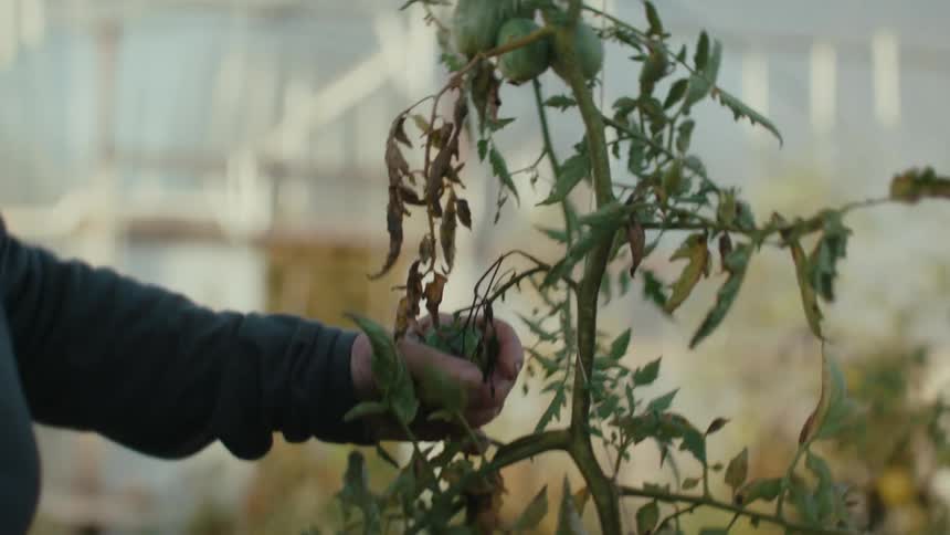 Farmer trims he branches of a tomato plant growing inside a greenhouse at morning