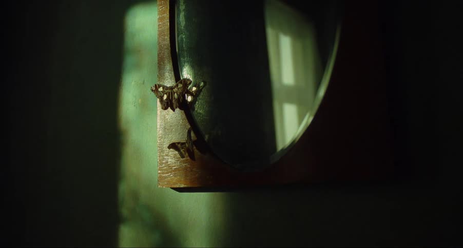 Small brown butterflies resting on a mirror inside a dimly lit room